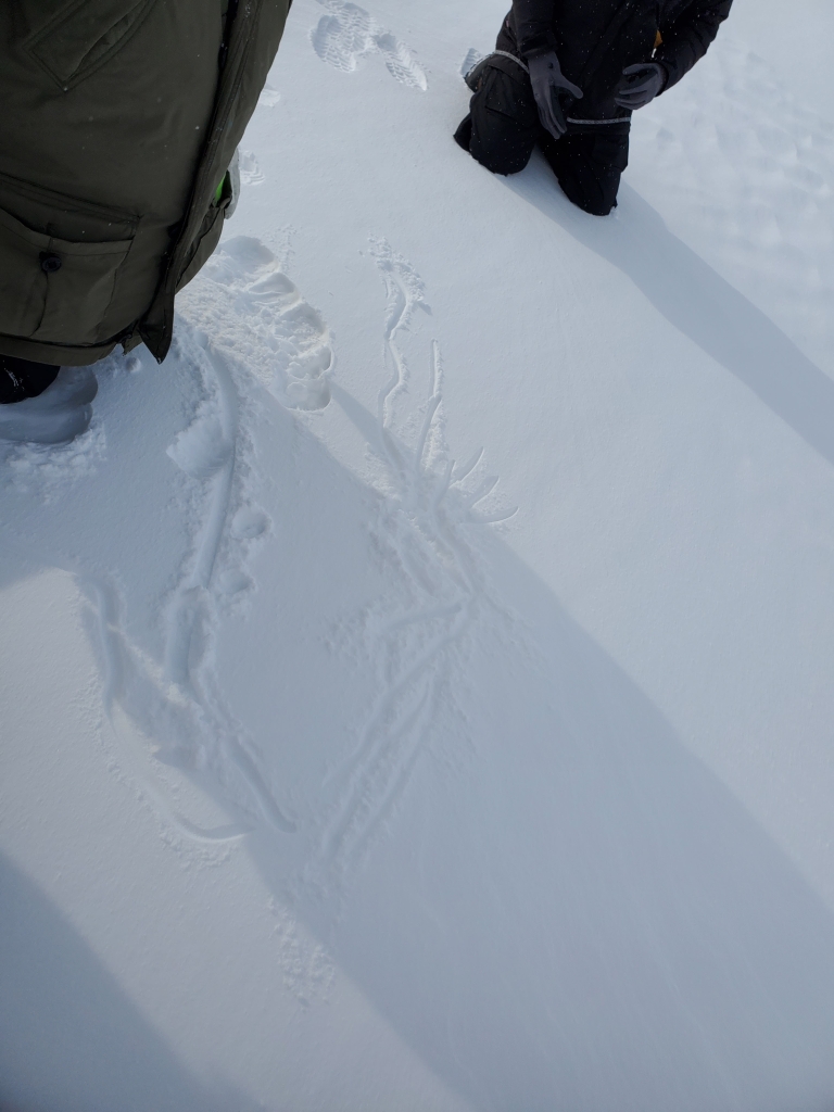 A rough map etched into snow