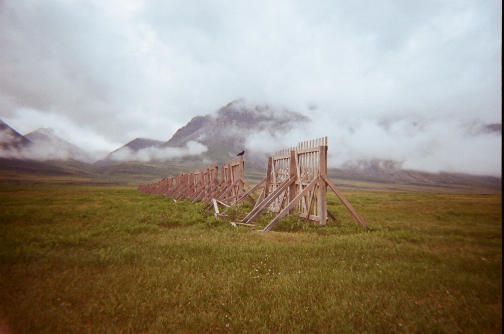 Snow fencing with a raven sitting on top.