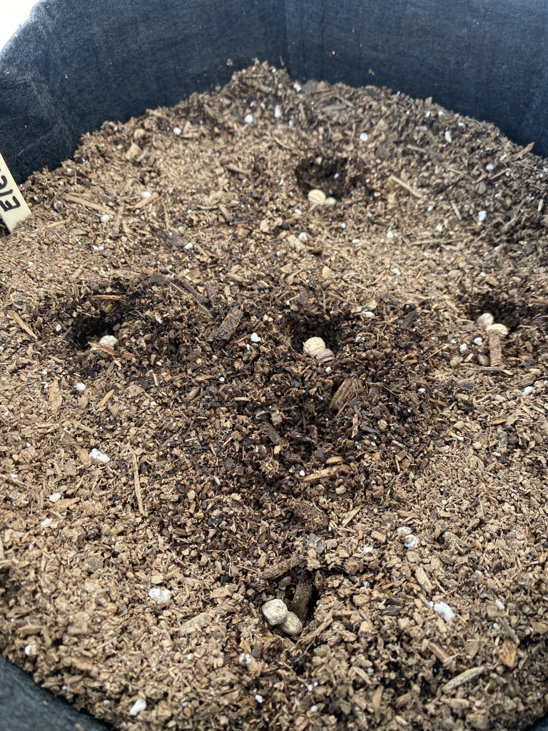 Seeds planted during a community gardening event led by educator, Meghan Nealon.