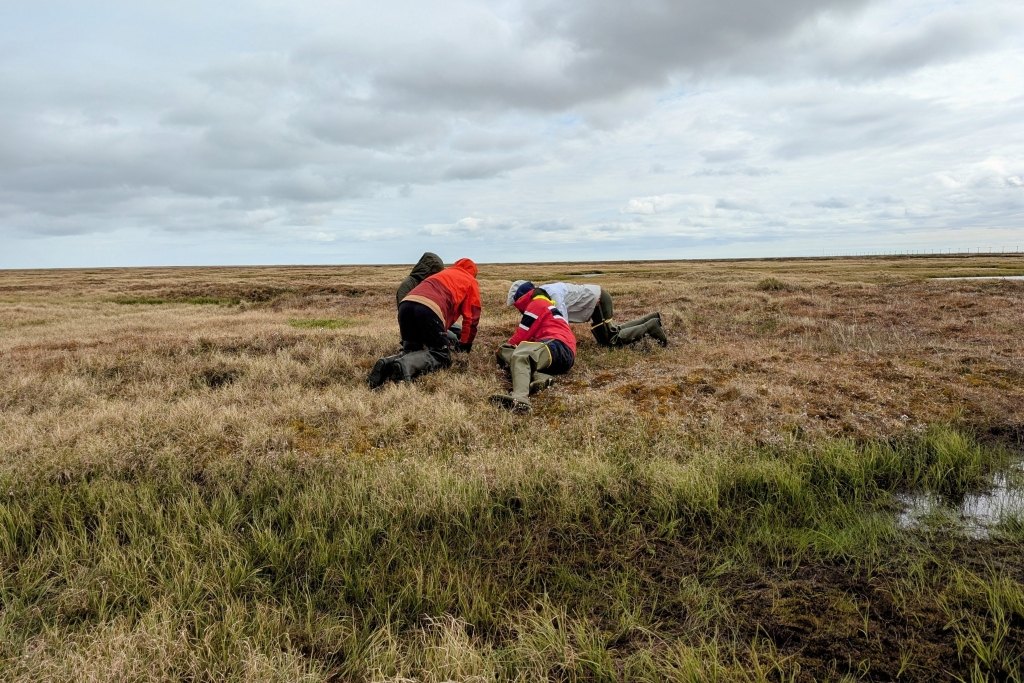 Four people sit on the ground looking at plants