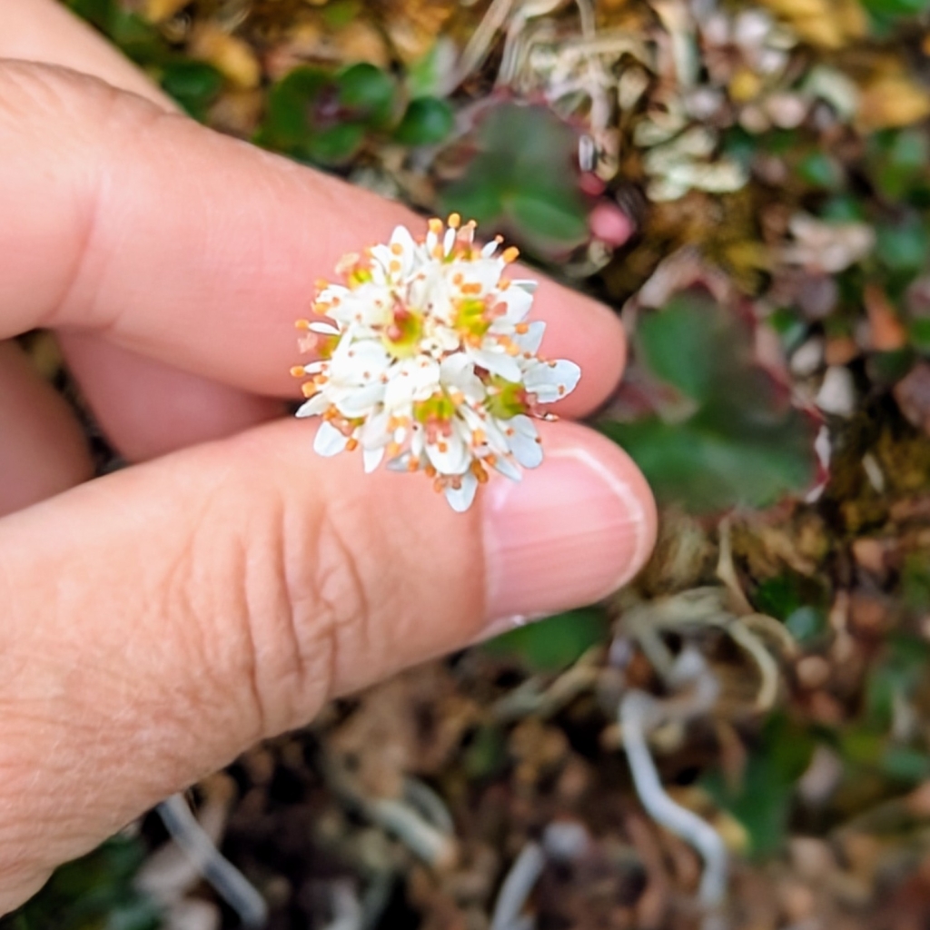 Close up of a hand holding a flower