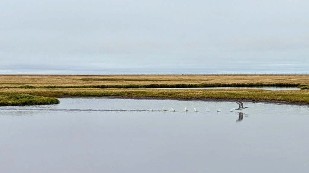 Birds flying in a line skimming the surface of a body of water