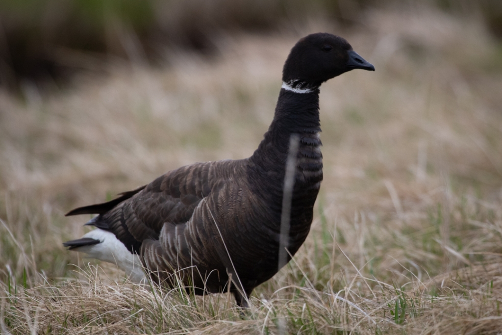 Close up of a bird