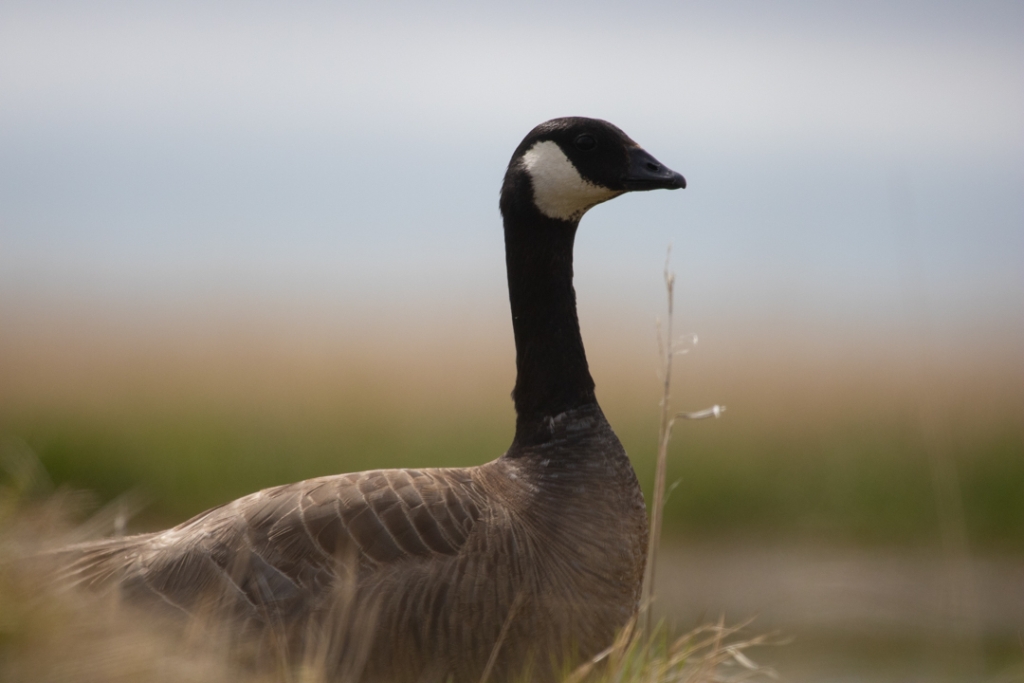 Close up of a goose