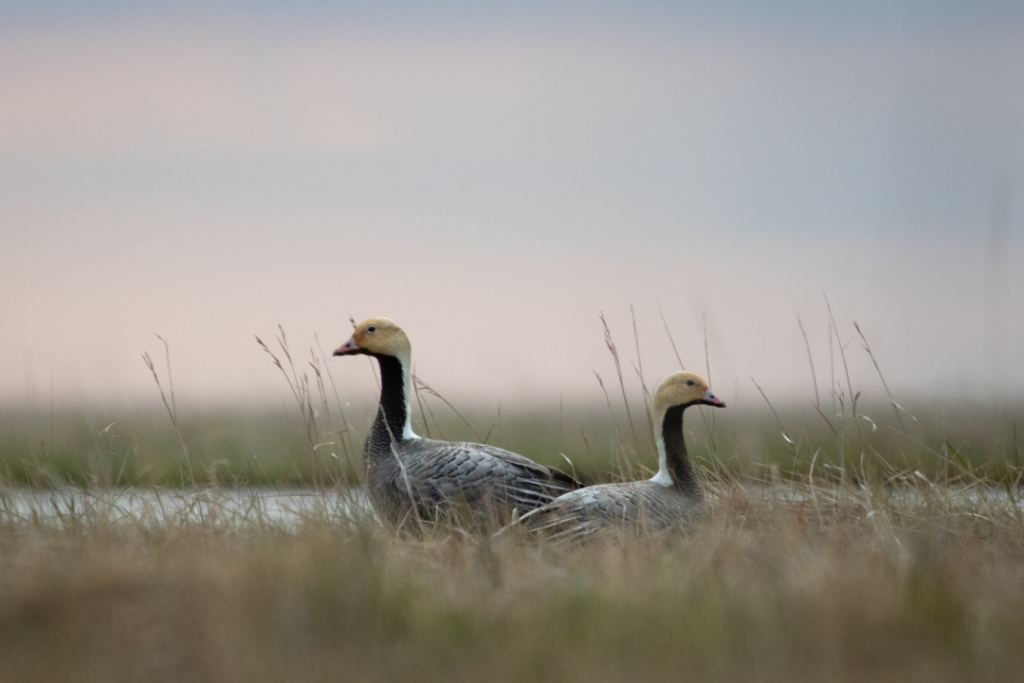 Two geese in a field