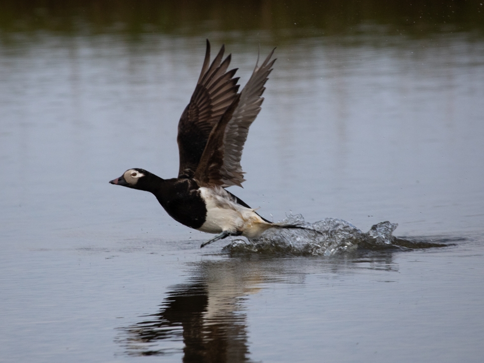 A duck flying and skimming over the water