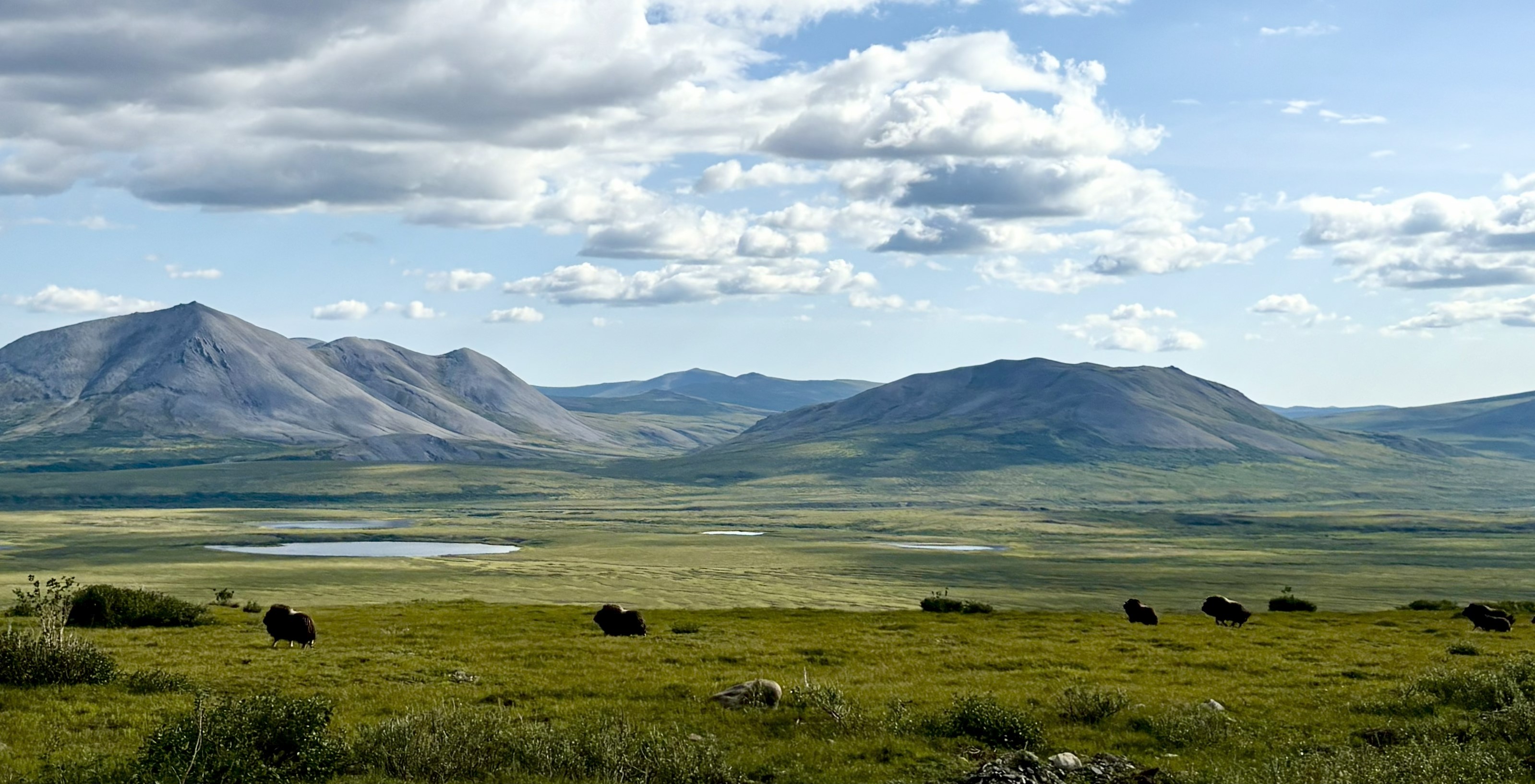 A panorama showing a landscape dotted with muskox