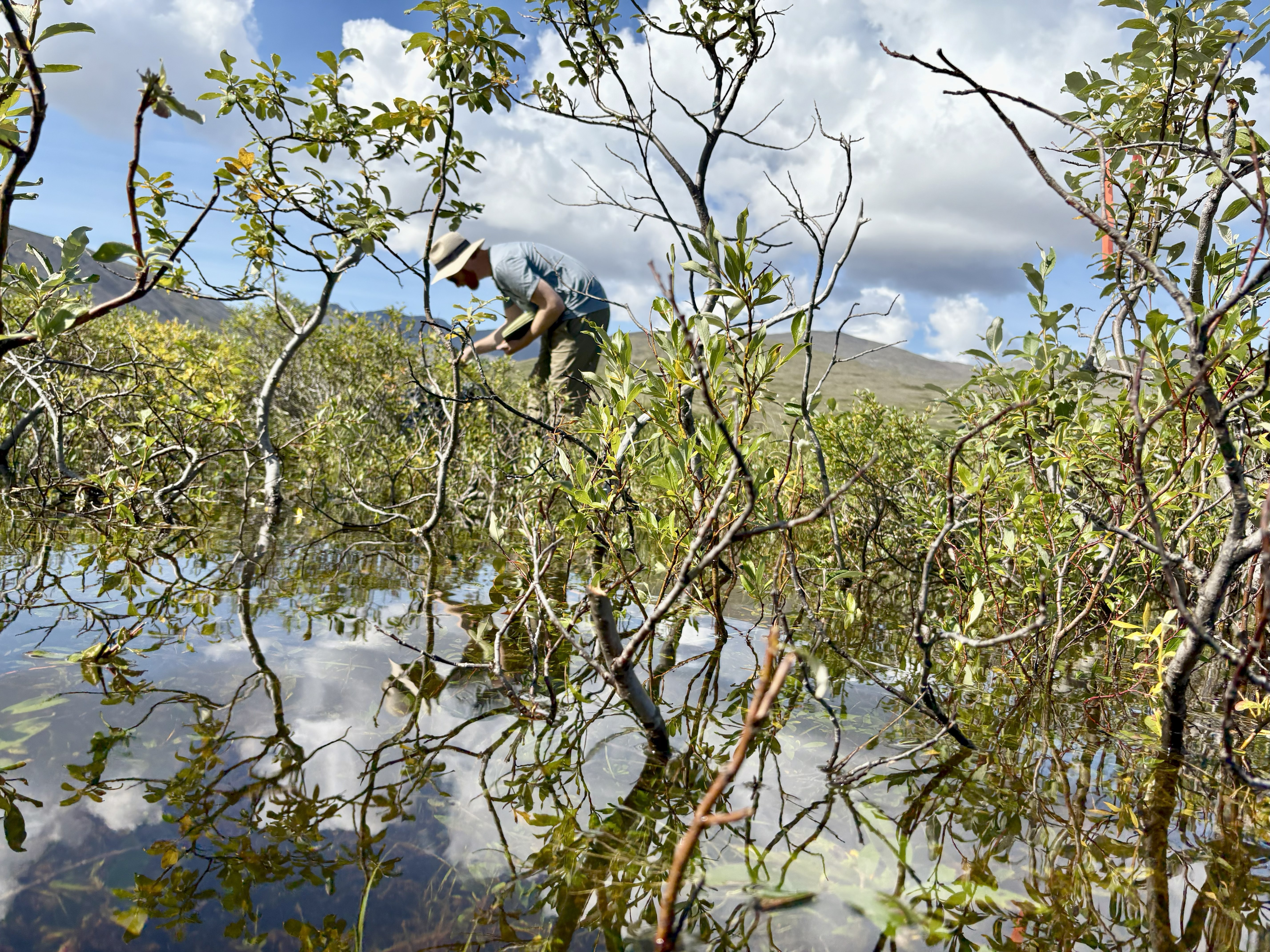 A man hunched over looking at something. In the foreground are willow shrubs submerged in a newly formed beaver pond. 