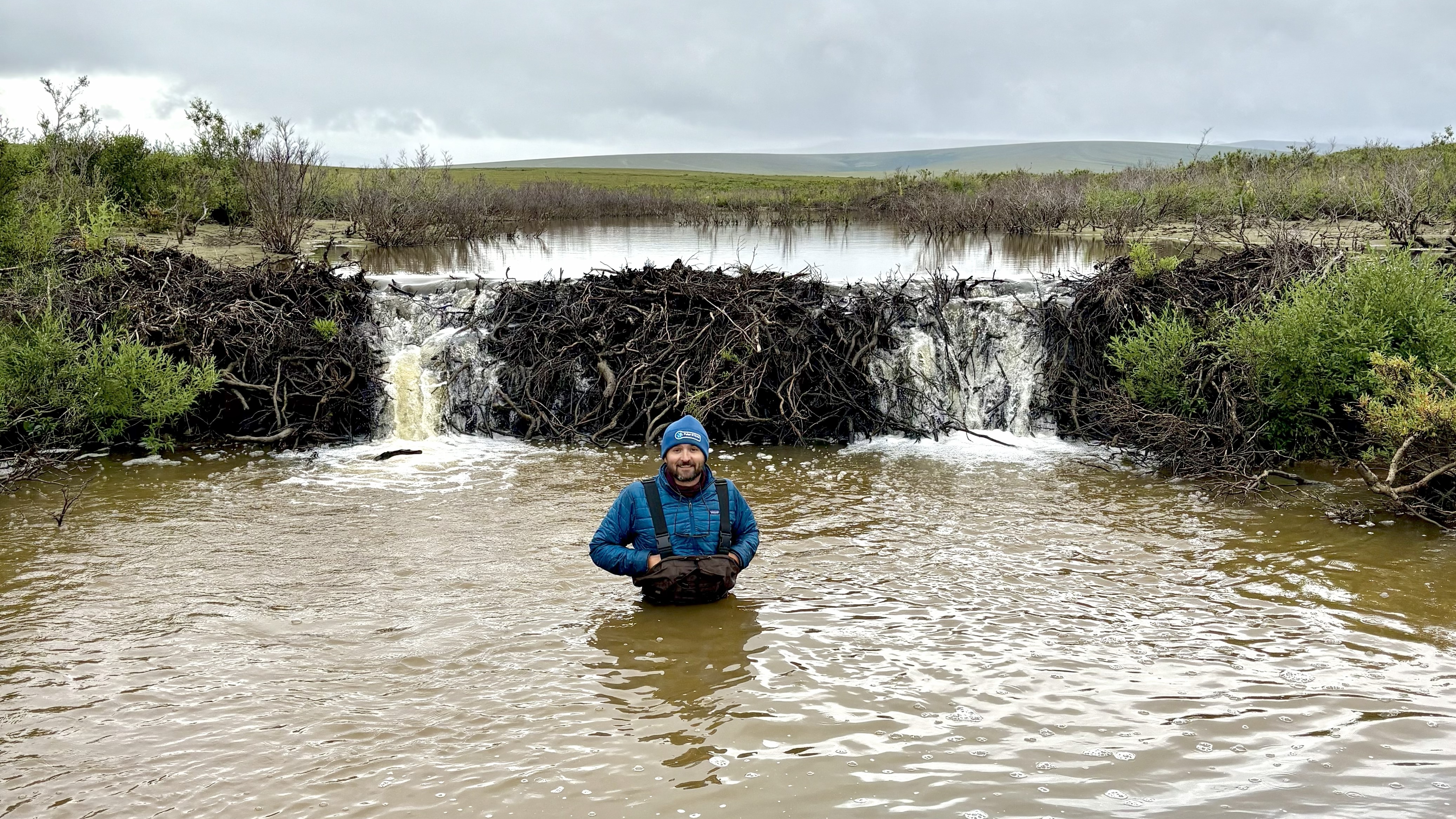 A man standing in water up to his waist, in the background is a beaver dam.