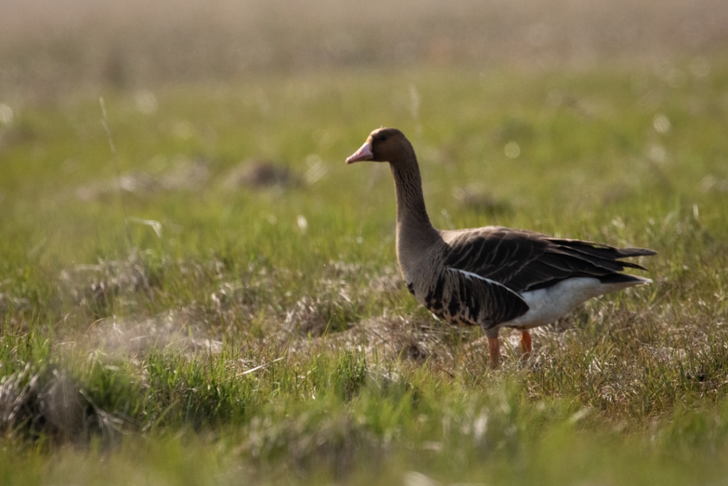 A goose standing in a field