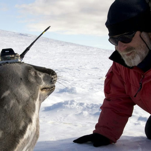 Dan kneels face to face with a seal that has a tracker on its head