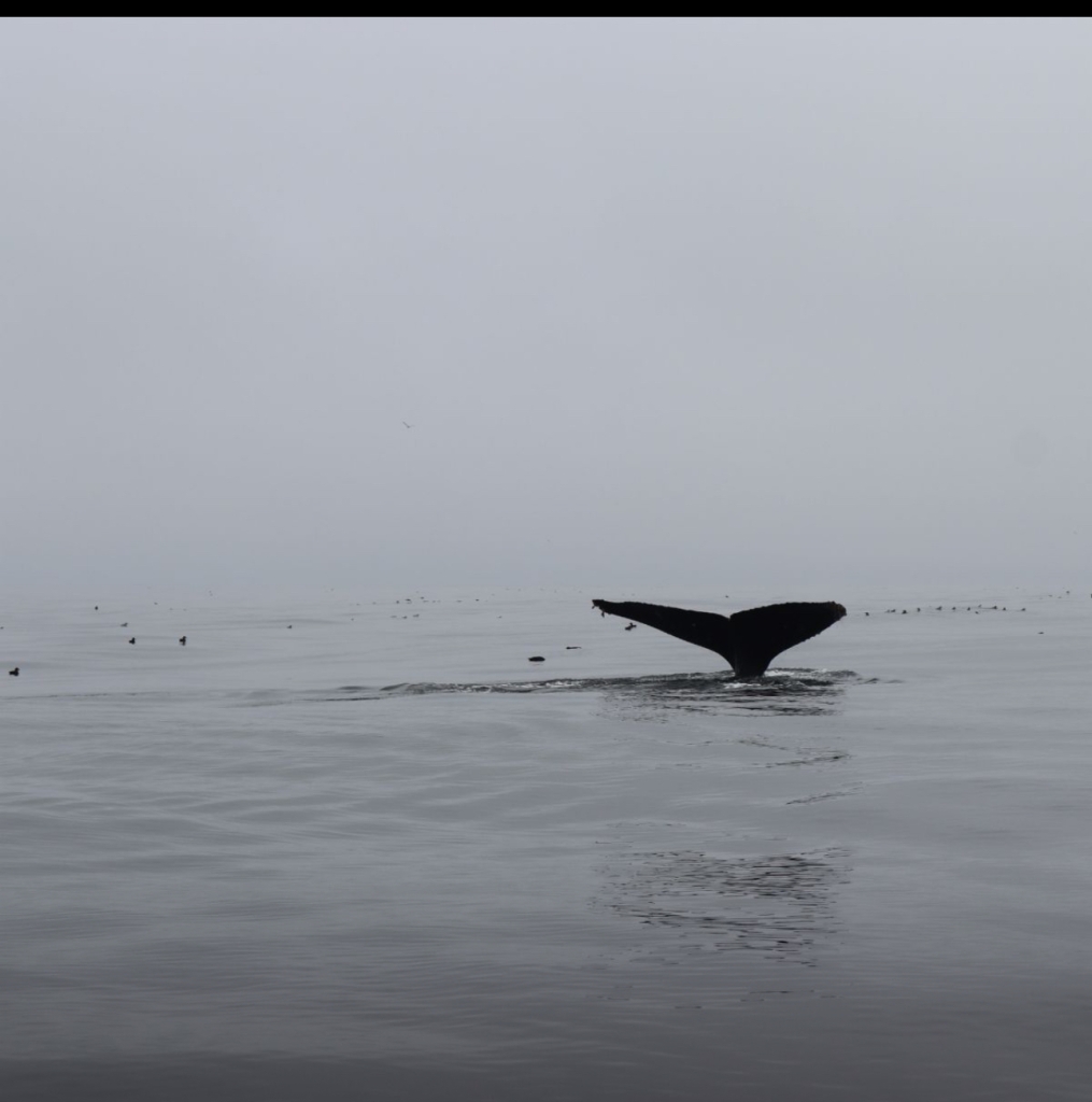 A whale's tail rising out of the water