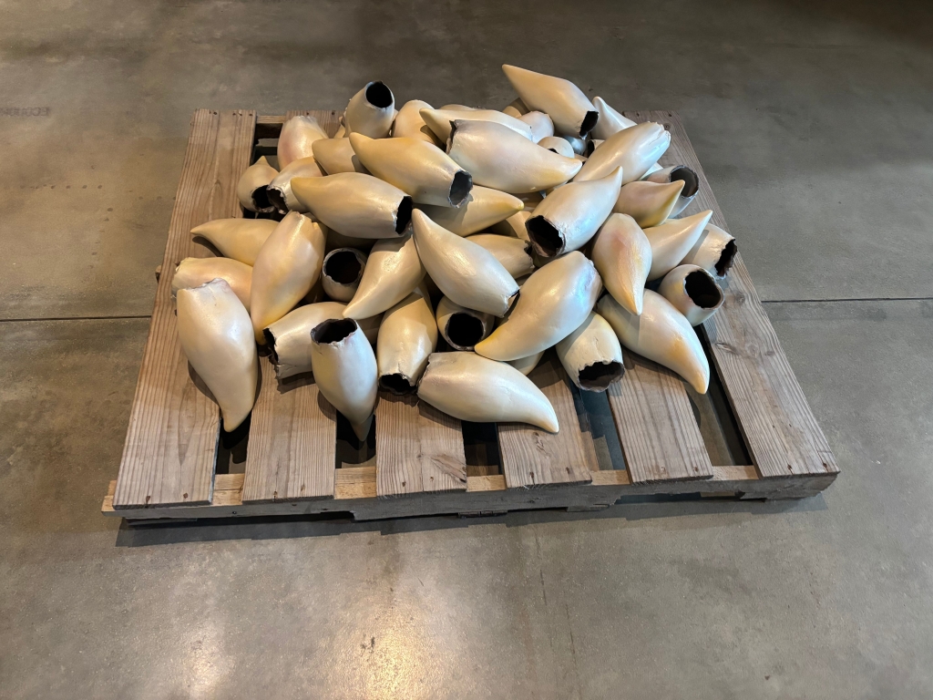 An art exhibit shows a pile of animal teeth