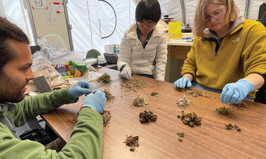 Three people sort samples