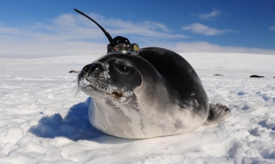 Leopard seal that has a tracker on head