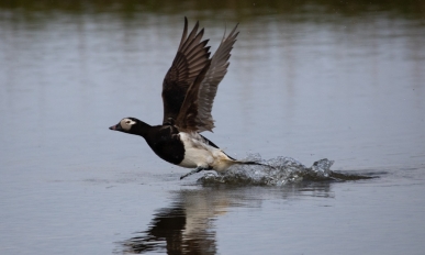 A duck flying and skimming across water