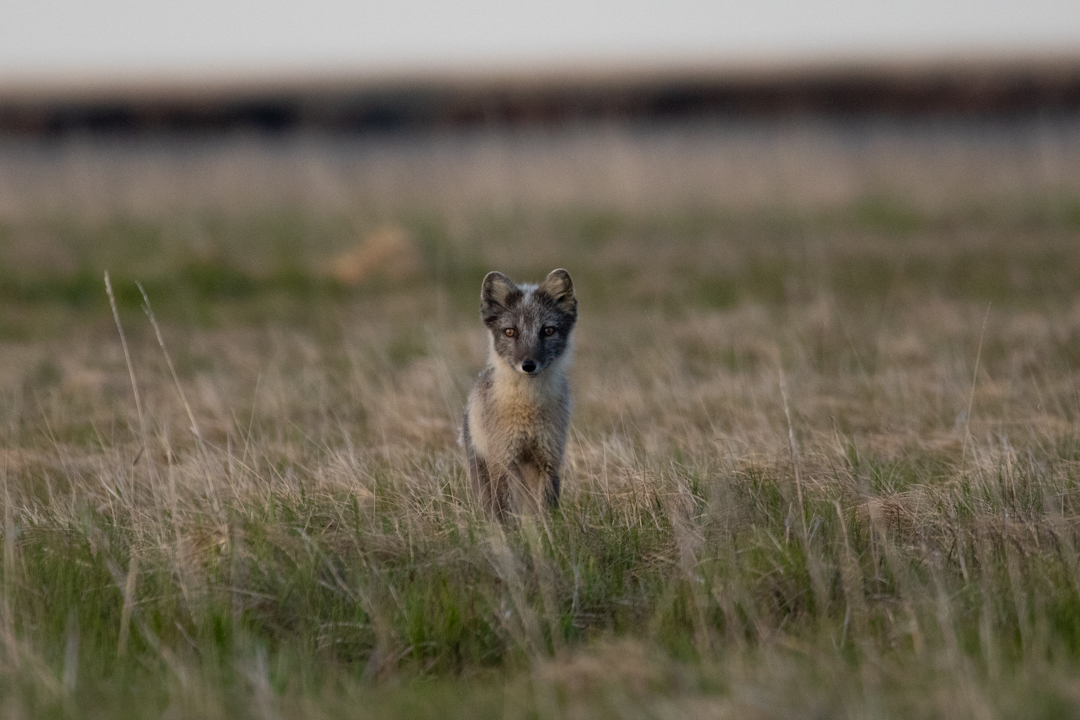 An Arctic Fox standing in the tundra and looking directly at the camera