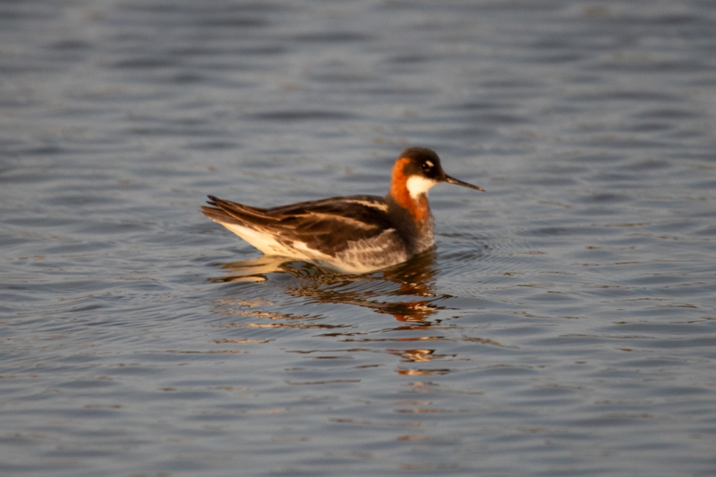 A bird floating on water