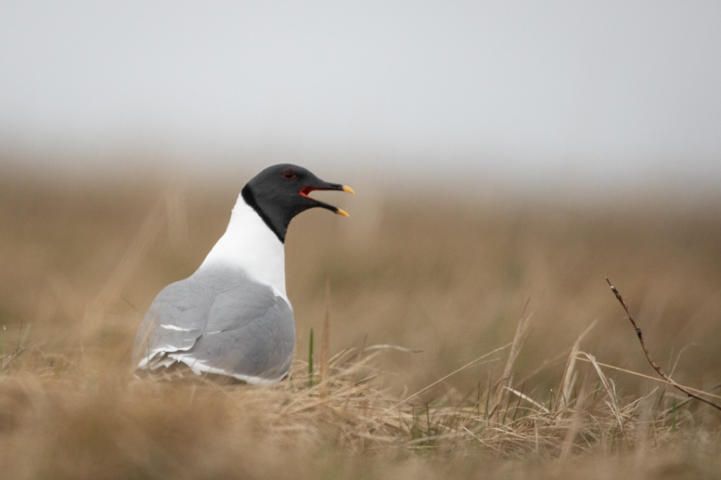 A gull in a field looking to the side