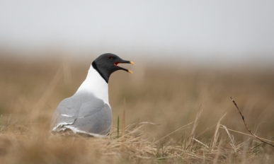 A bird in a field looking to the side
