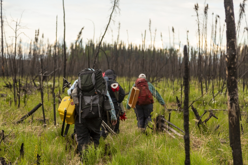 Three people hiking through tree filled landscape wearing backpacks and carrying equipment