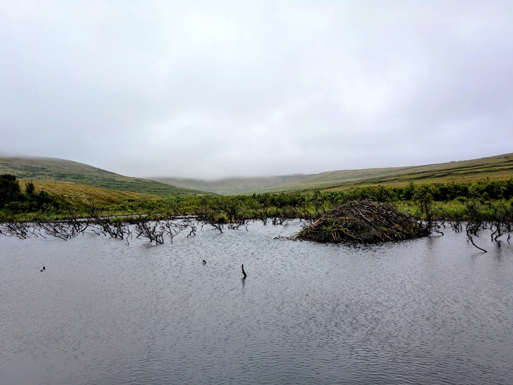 Beaver pond in the Tundra, with a beaver lodge in the middle (a pile of mud and sticks)