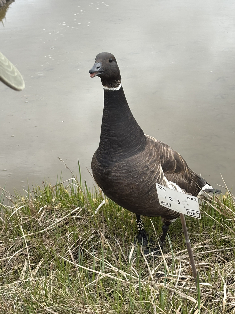 A close up of a Brants goose with visible tarsal tags from a previous season.