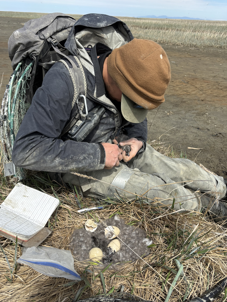 James web tagging a gosling.