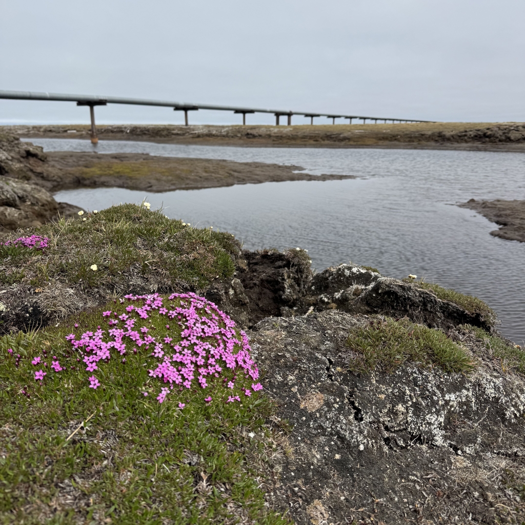 Bright pink flowers growing near the ocean