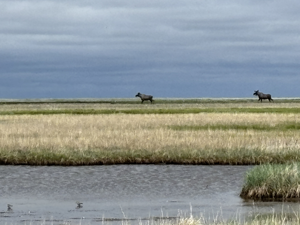 Moose too close for comfort. Moose in the distance heading the same direction we were going. 