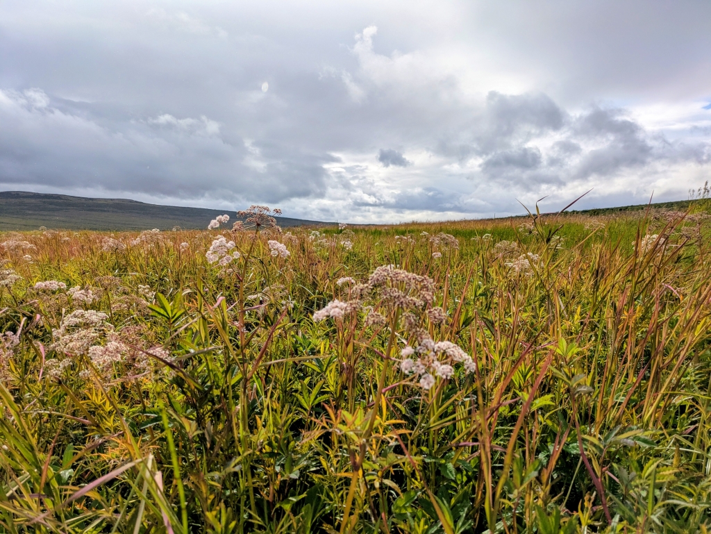 Tundra landscape with grasses, shrubs, and low mountains in the distance
