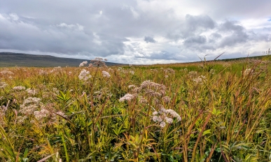 Tundra landscape with grasses, shrubs, and low mountains in the distance