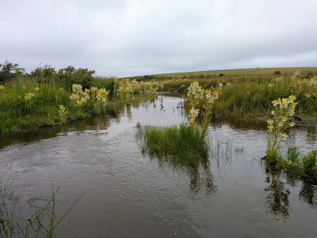 Picture of river with tall grasses and yellow and white flowers
