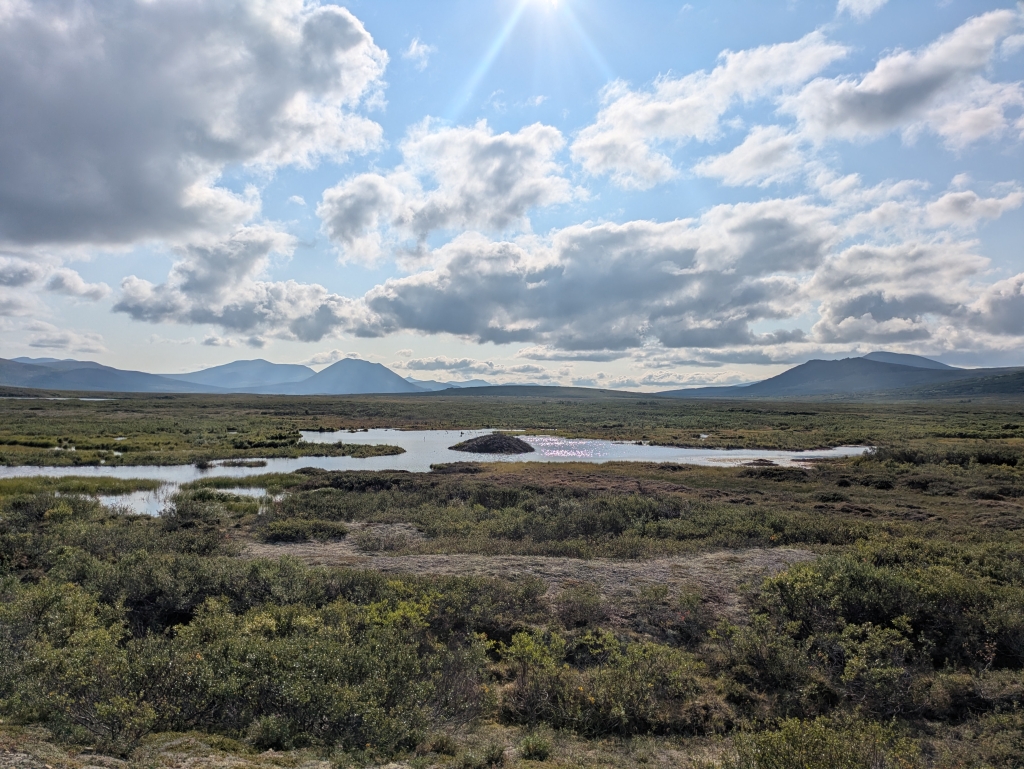 Image of a beaver pond and lodge