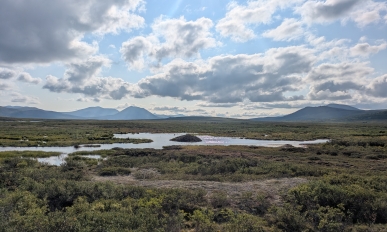 Image of a beaver pond and lodge