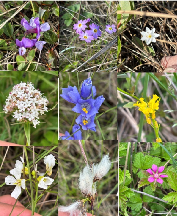 Various blooming flowers in the Yukon Delta during mid June. 