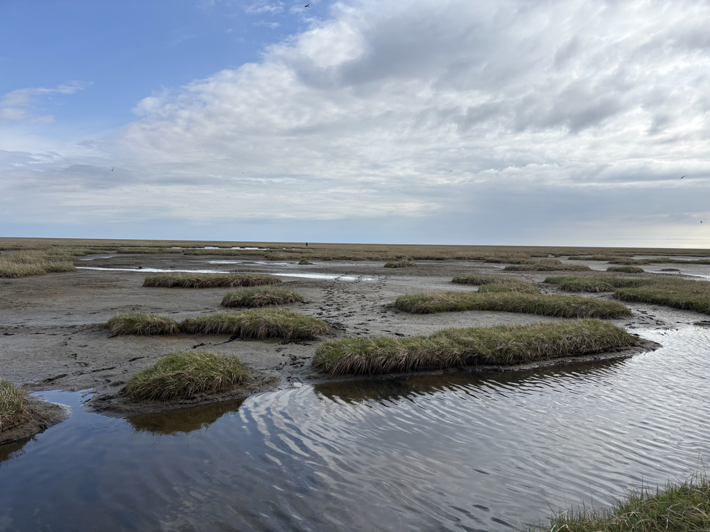 The tough landscape of the Yukon Delta. Ponds, spongy grass knolls, and soft silty soil dot the landscape. 