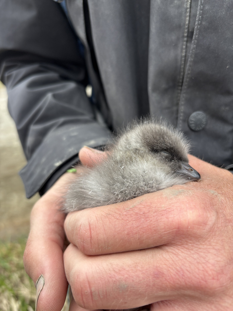 Brant gosling sleeping in my hands as James was web tagging a sibling.