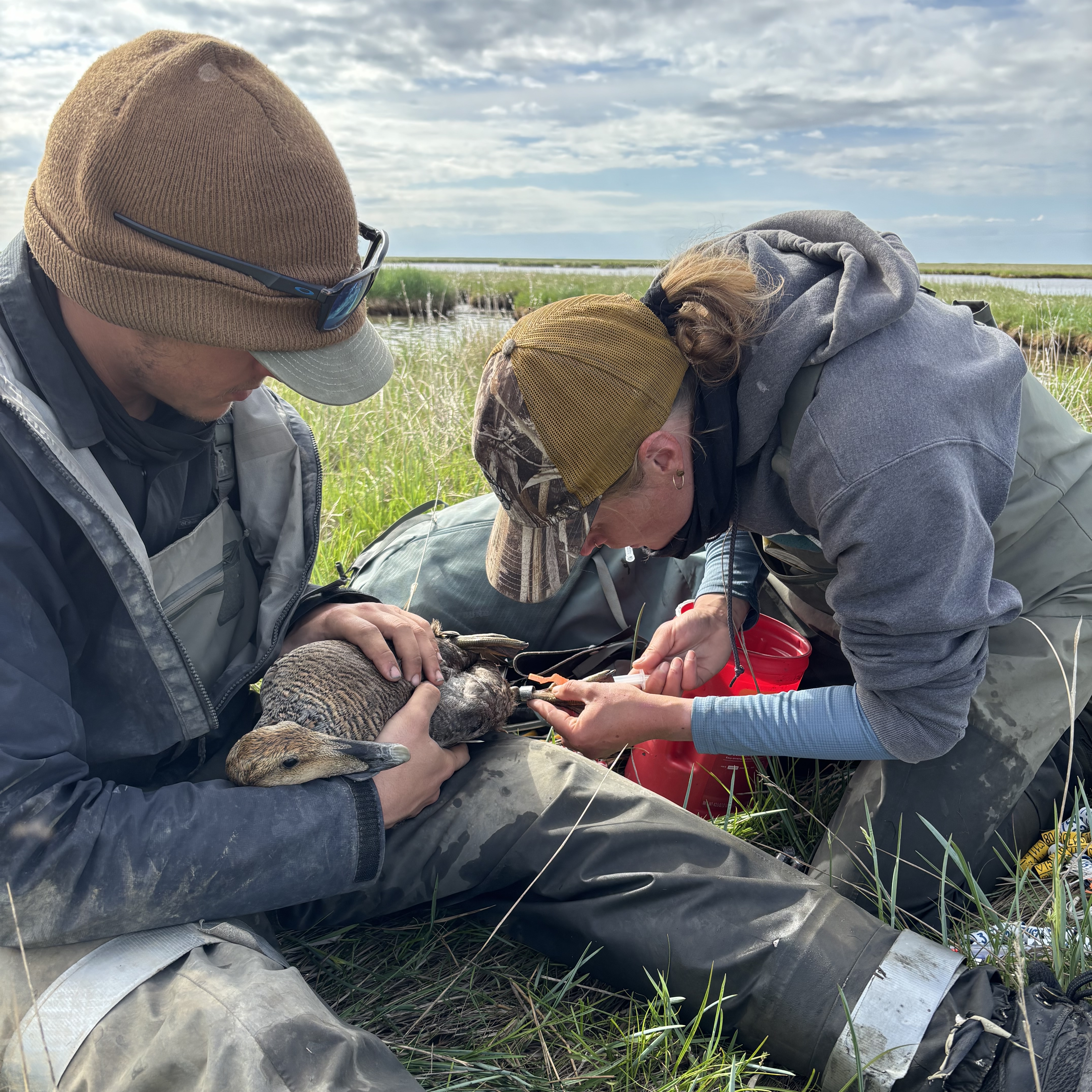James holding a female common eider and Mairin conducting a blood draw. 
