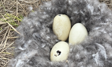 A pipping Brants gosling in the nest with two other siblings.