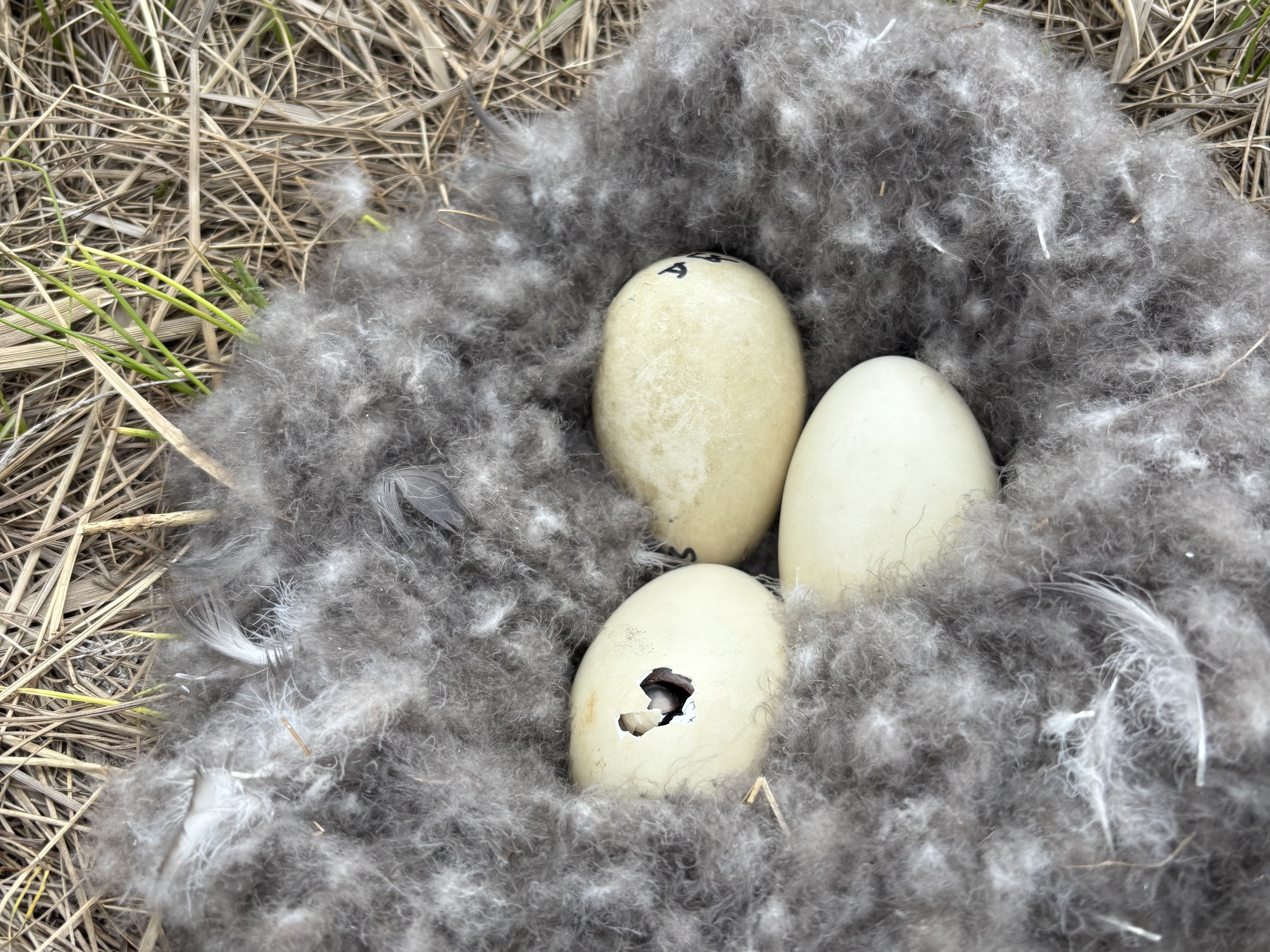 A pipping Brants gosling in the nest with two other siblings.