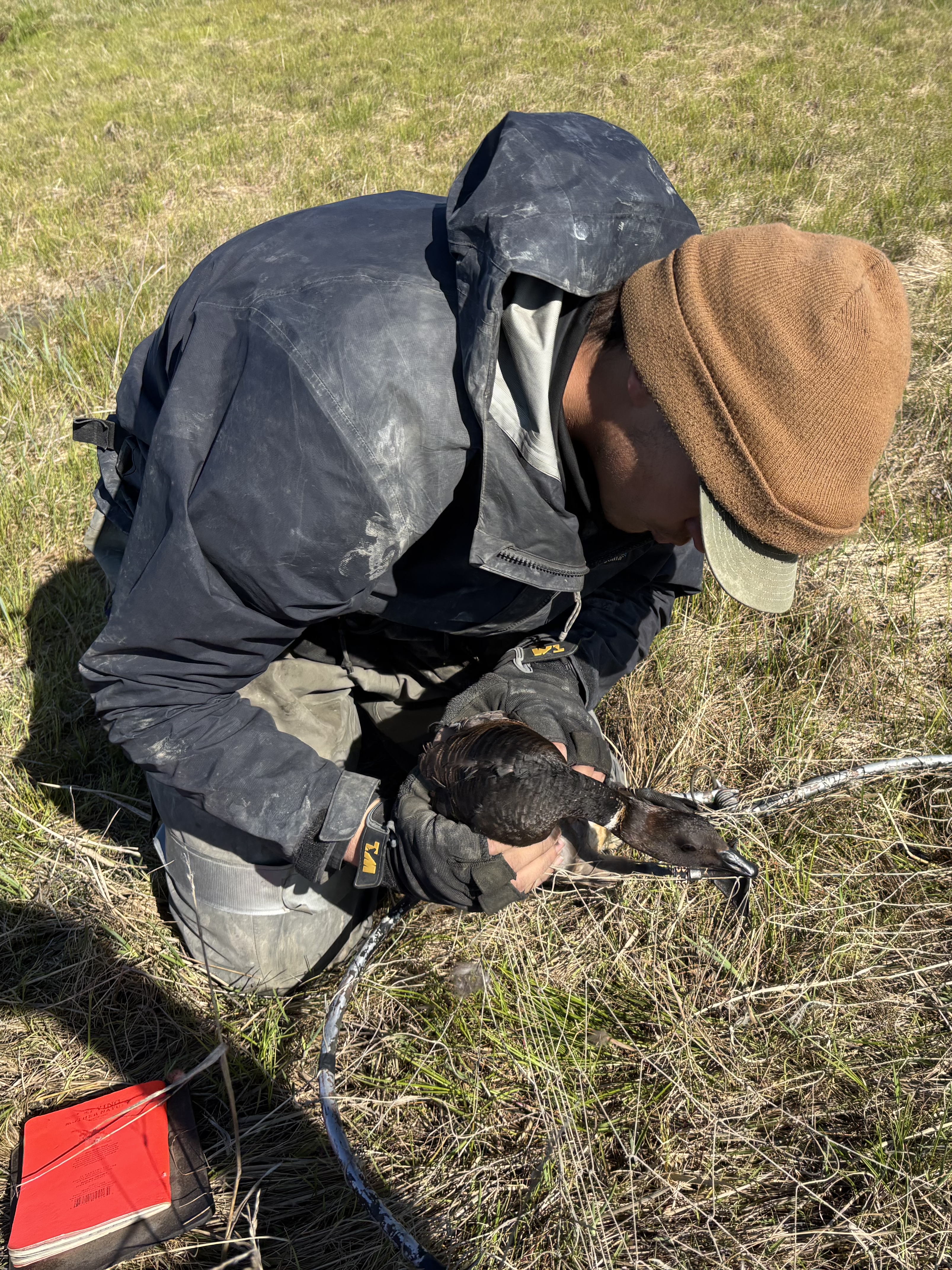 Removing a female brants goose from a bow trap so that she can be processed.
