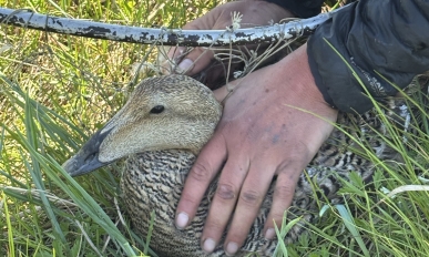 Up close picture of a female common eider as Mairin helped her out of a bow net trap.