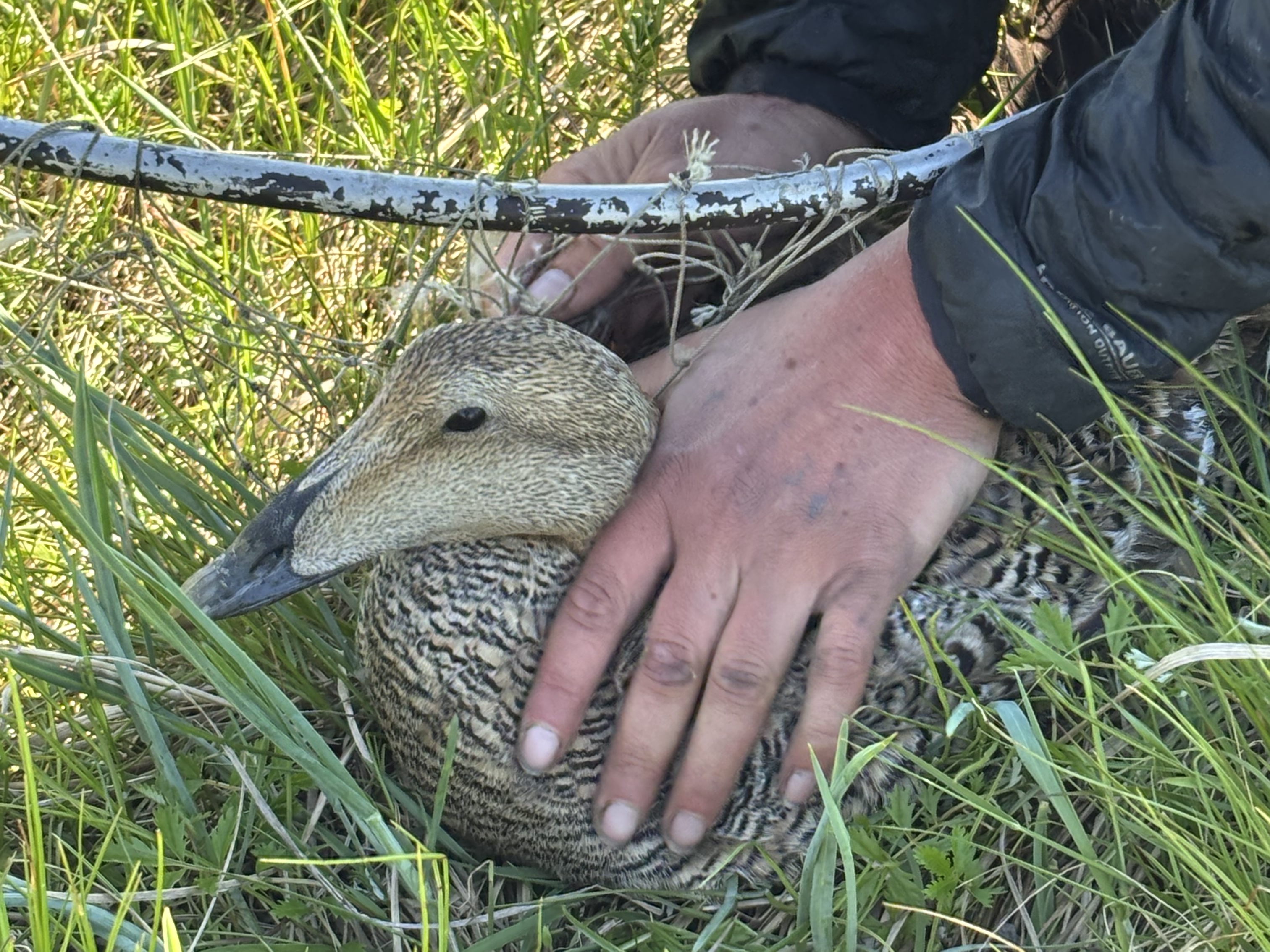 Up close picture of a female common eider as Mairin helped her out of a bow net trap. 